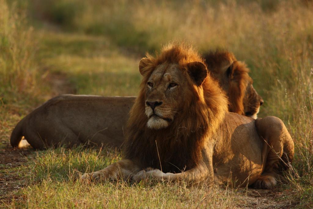 Leopard Mountain Safari Lodge Manyoni Private Game Reserve Zewnętrze zdjęcie