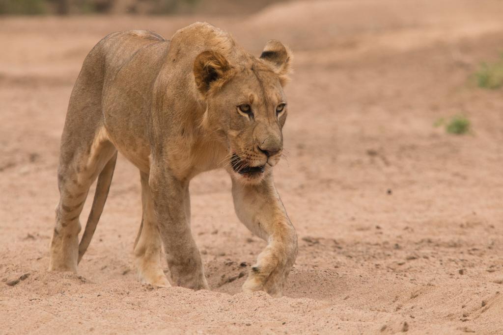 Leopard Mountain Safari Lodge Manyoni Private Game Reserve Zewnętrze zdjęcie