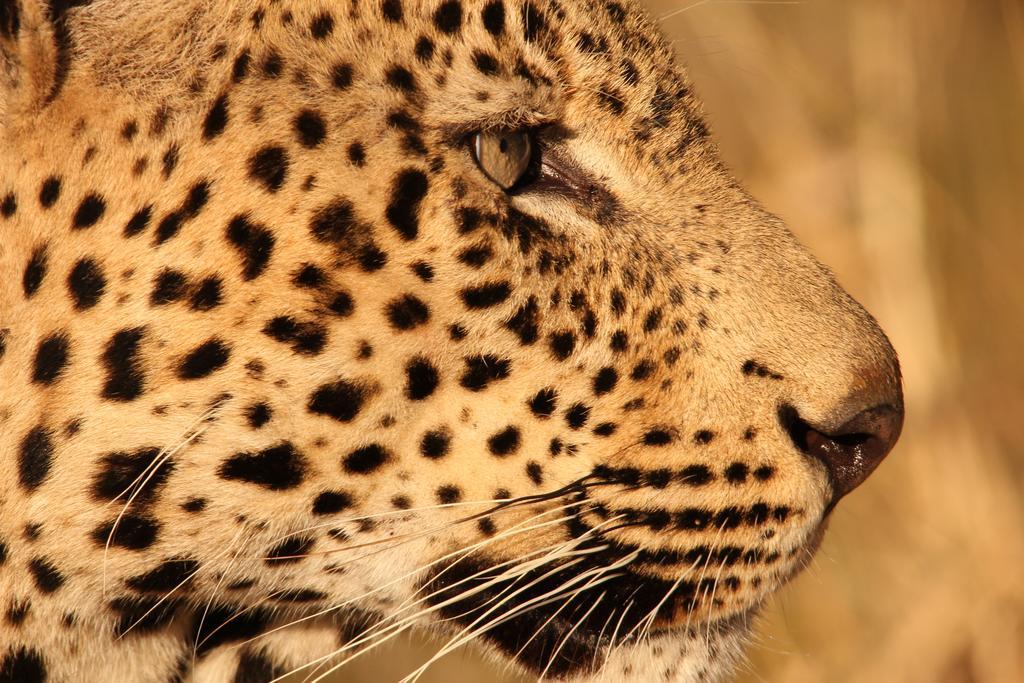 Leopard Mountain Safari Lodge Manyoni Private Game Reserve Zewnętrze zdjęcie